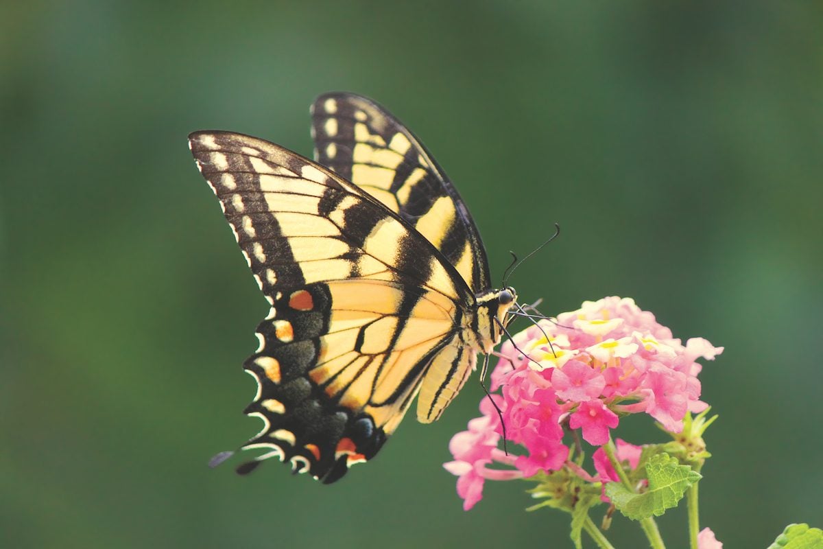 All About Eastern Tiger Swallowtail Butterflies and Caterpillars