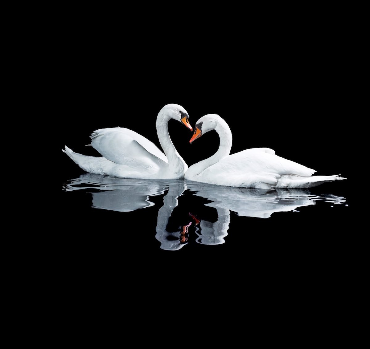 6 Romantic and Fascinating Swan Facts