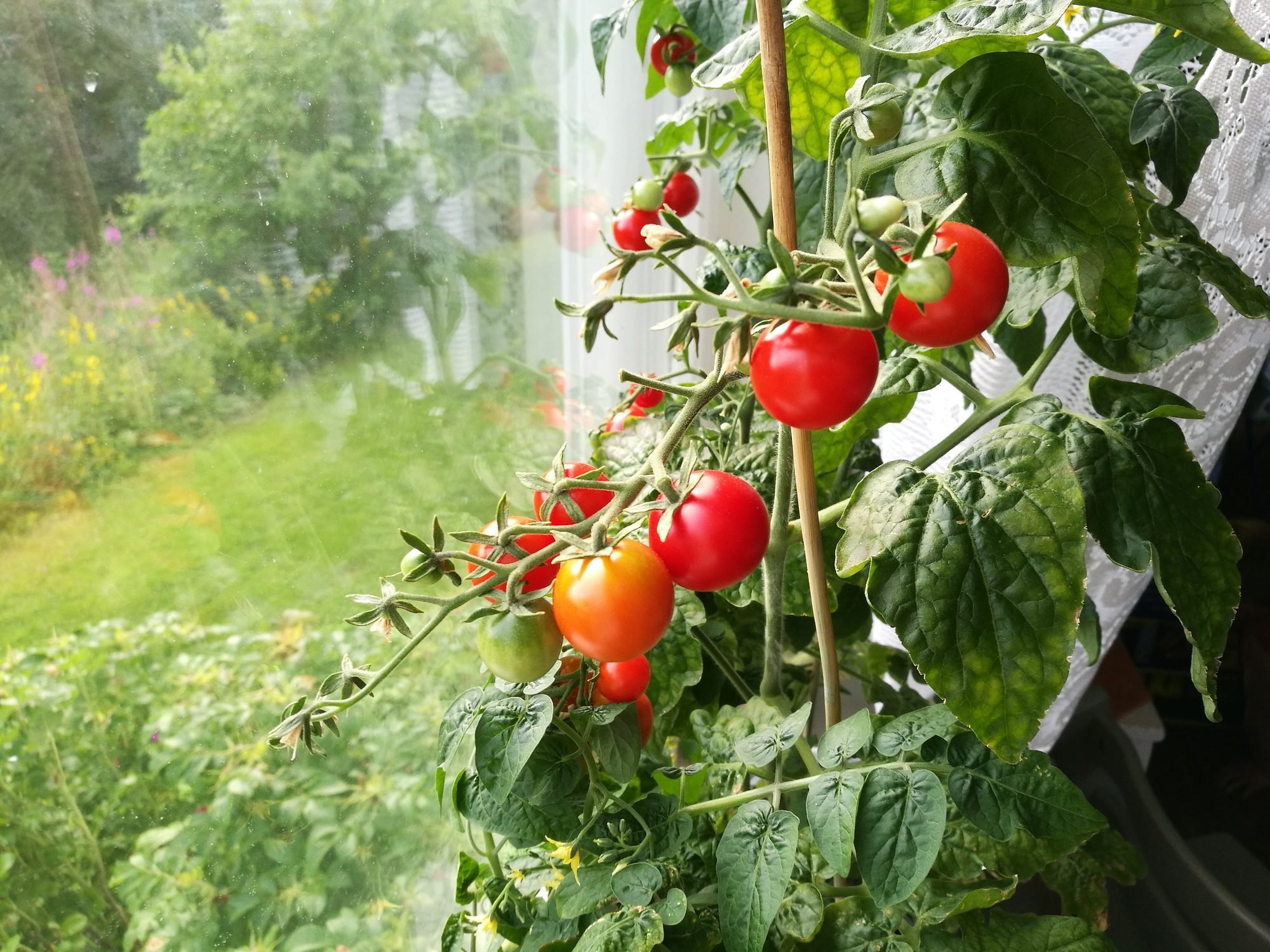 cultivo de tomates en interiores