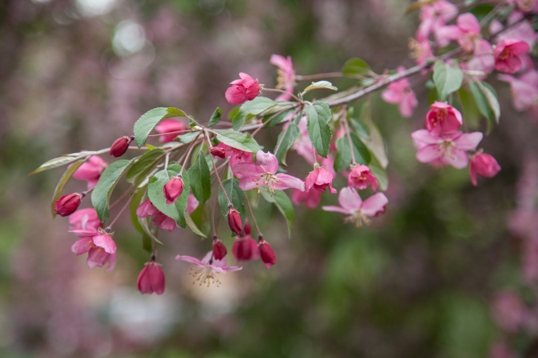 Why You Should Plant a Weeping Crabapple Tree