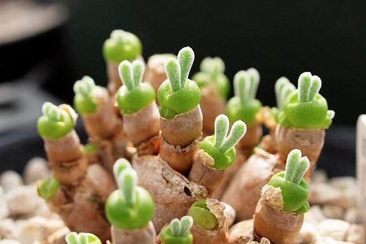 We're Hopping With Excitement Over This Adorable Bunny Succulent
