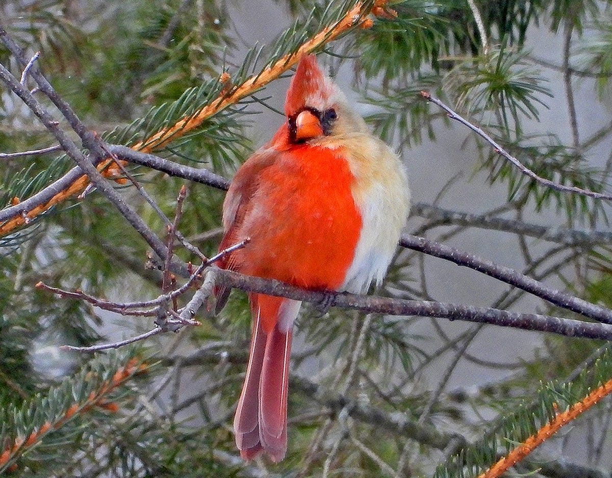 Rare Half Male Half Female Cardinal Spotted In Pennsylvania Birds 4904