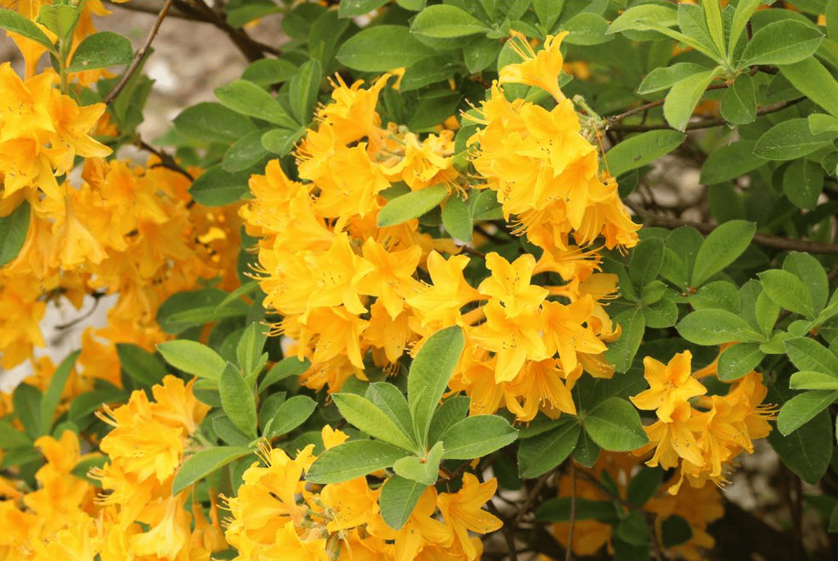 The Prettiest Yellow Flowering Shrubs for Your Yard