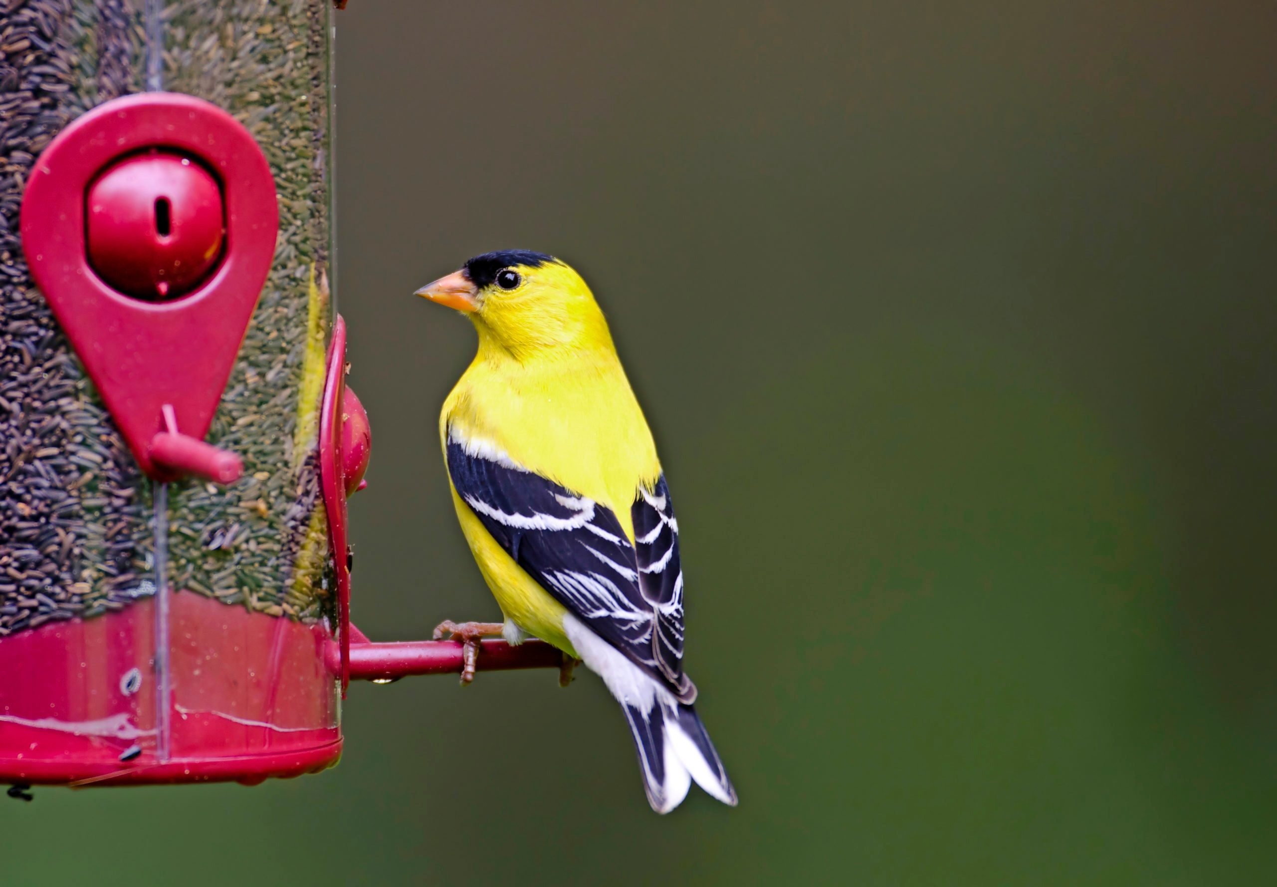 8 Ideas for Attracting and Feeding Birds in Spring