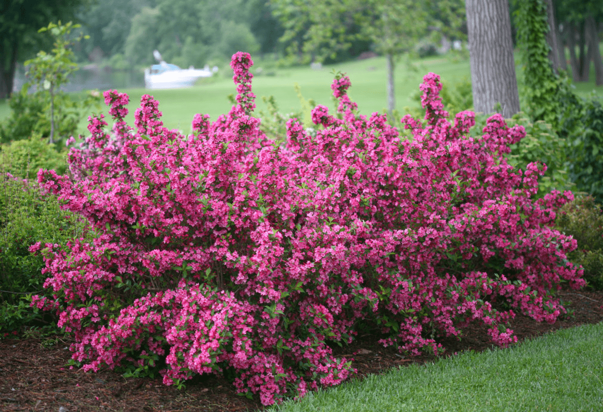 Pretty in Pink: 10 Shrubs With Pink Flowers - Birds and Blooms