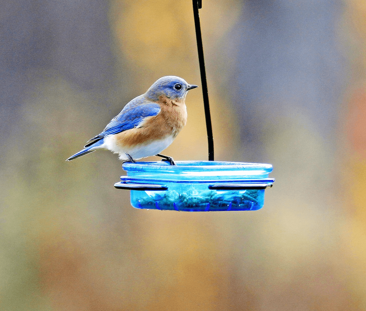 The Best Bluebird Feeders and Feeding Tips