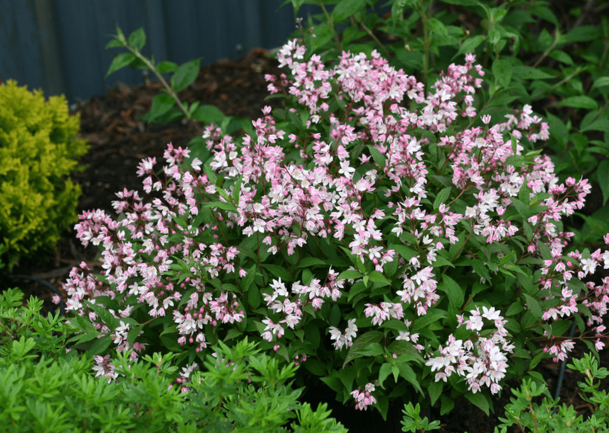 Pretty in Pink: 10 Shrubs With Pink Flowers
