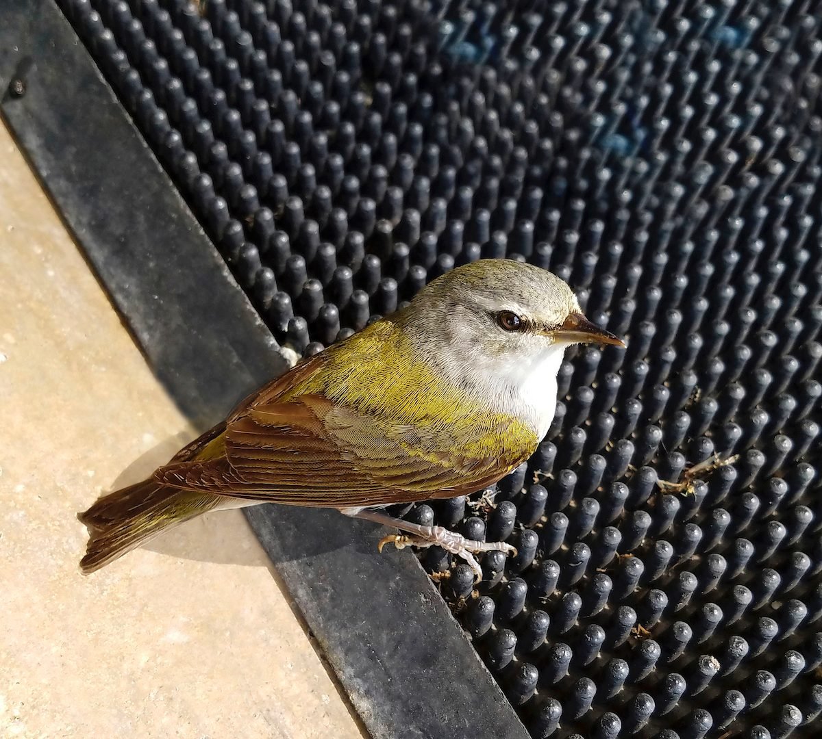 How to Identify a Tennessee Warbler