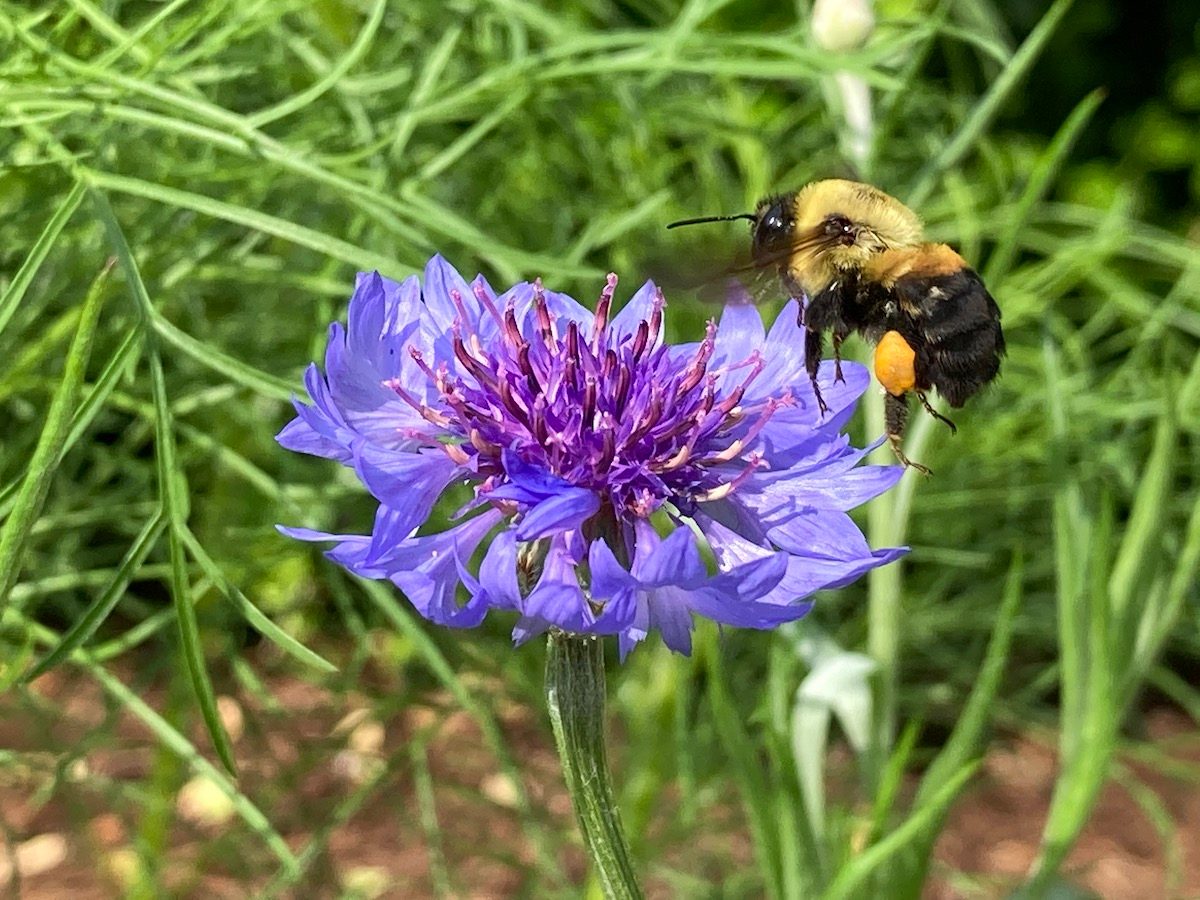 cornflower bumblebee blue flowers
