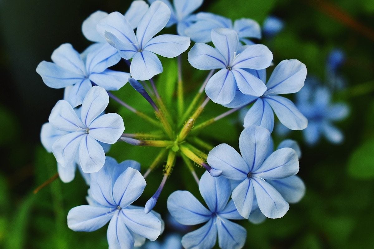 plumbago blue flowers