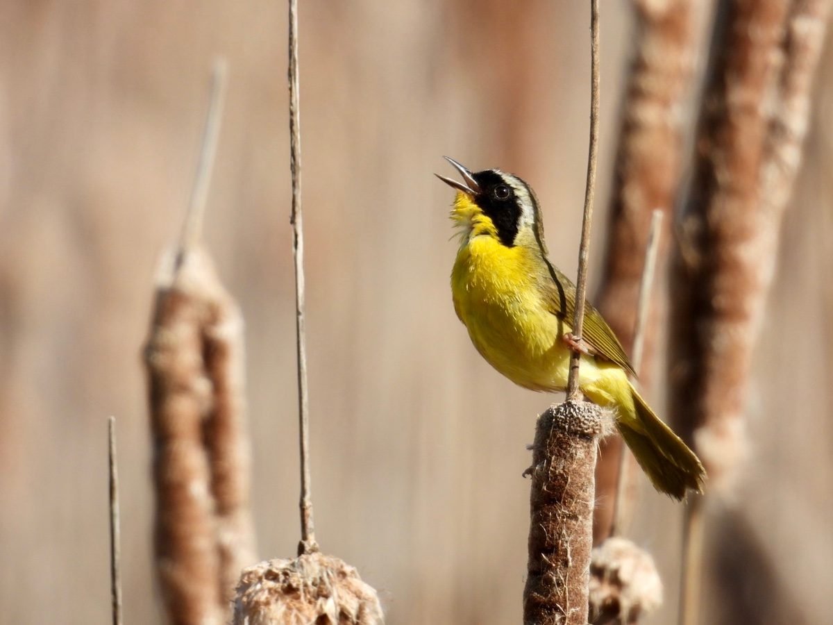 Look and Listen for a Common Yellowthroat