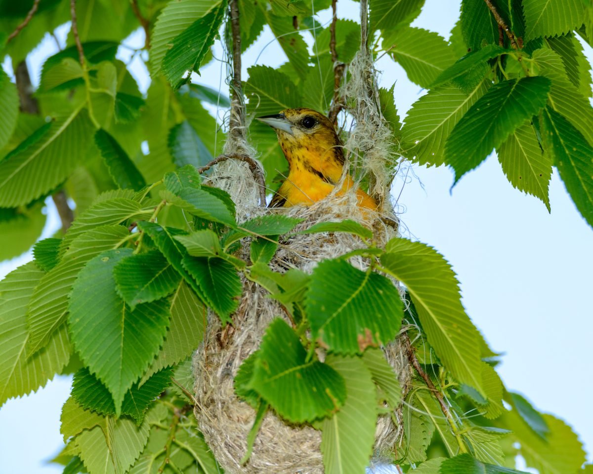 Discover How Orioles Weave Elaborate Nests