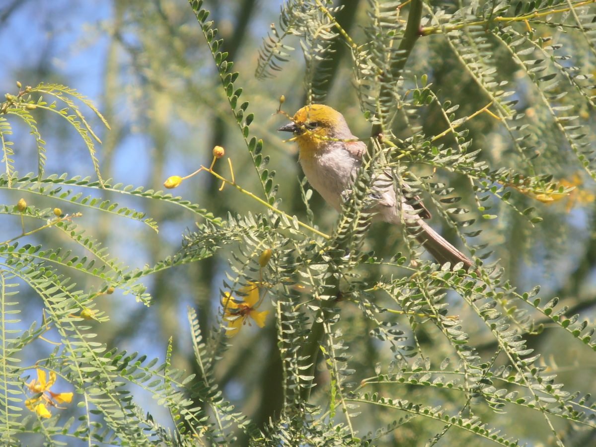 Discover the Desert Birds of the Southwest
