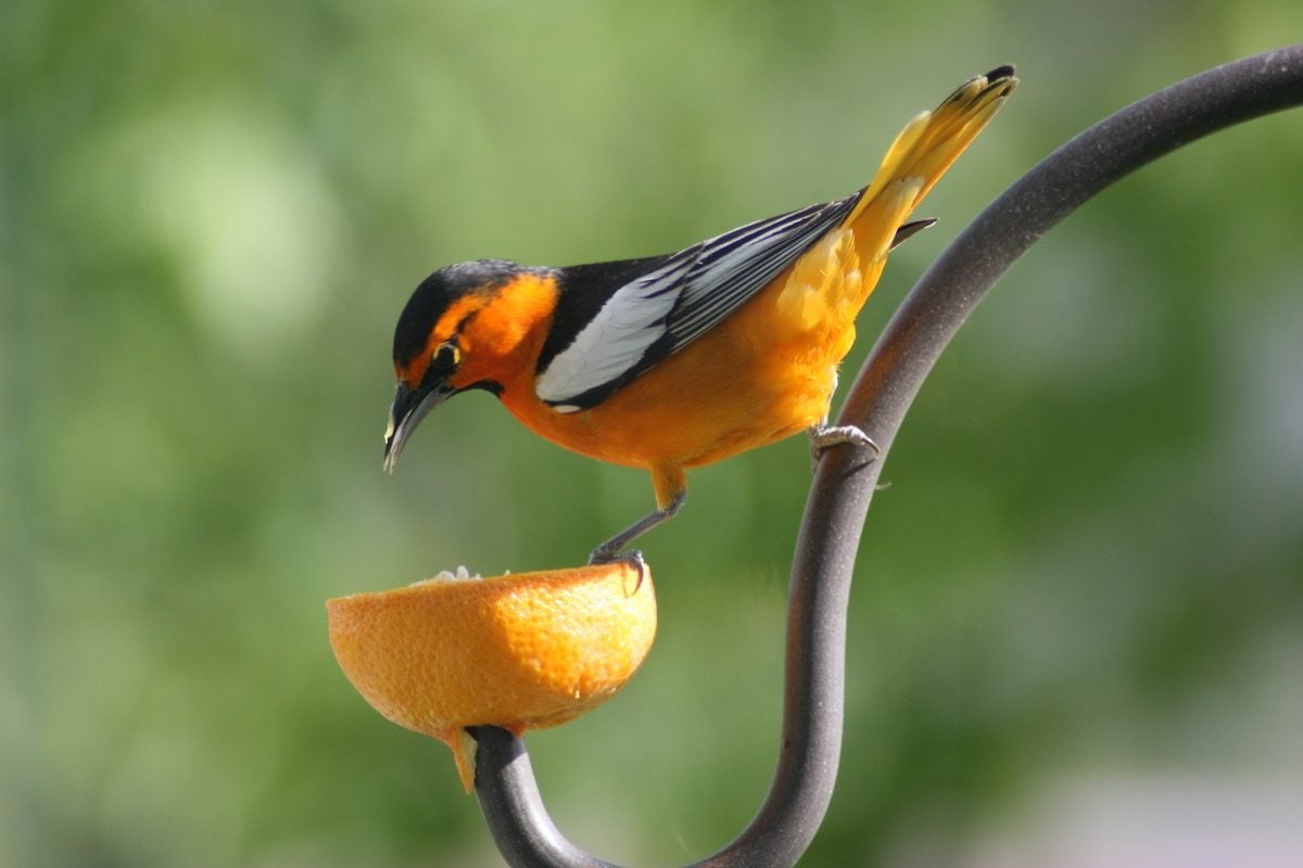 What Birds Eat Oranges from Fruit Bird Feeders?
