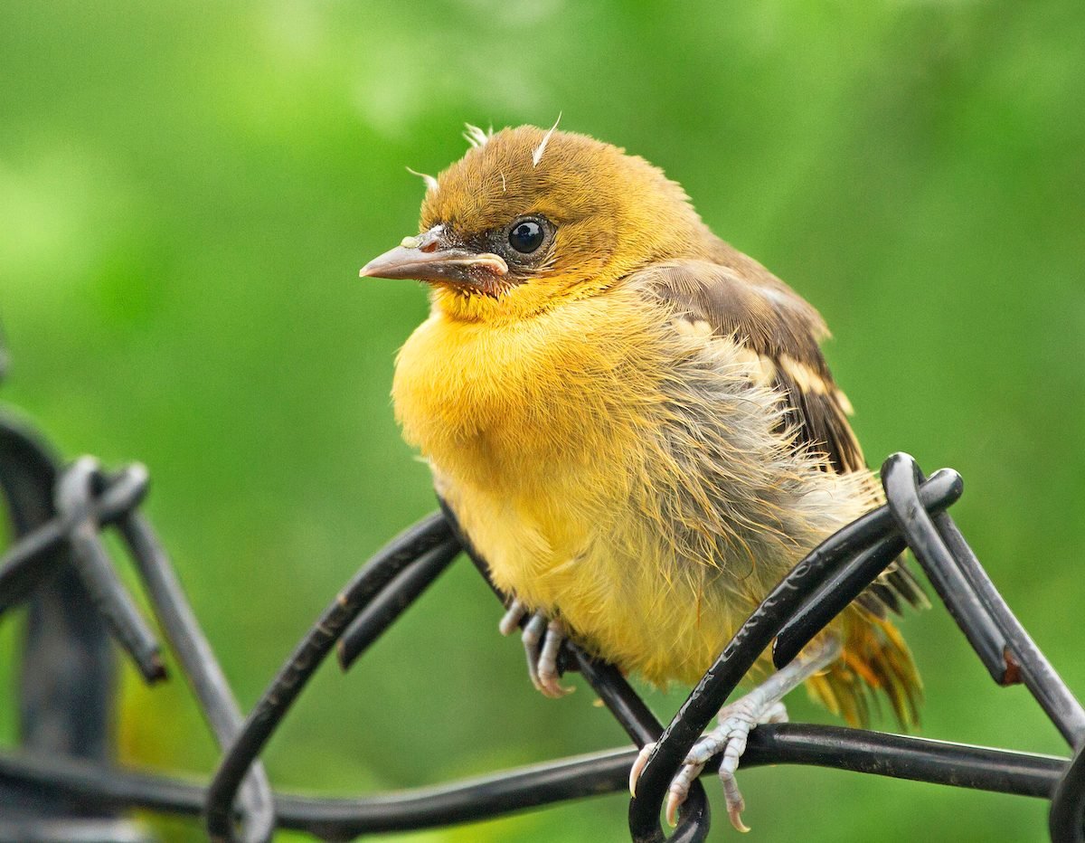 How to Identify Baby Orioles and Juvenile Orioles