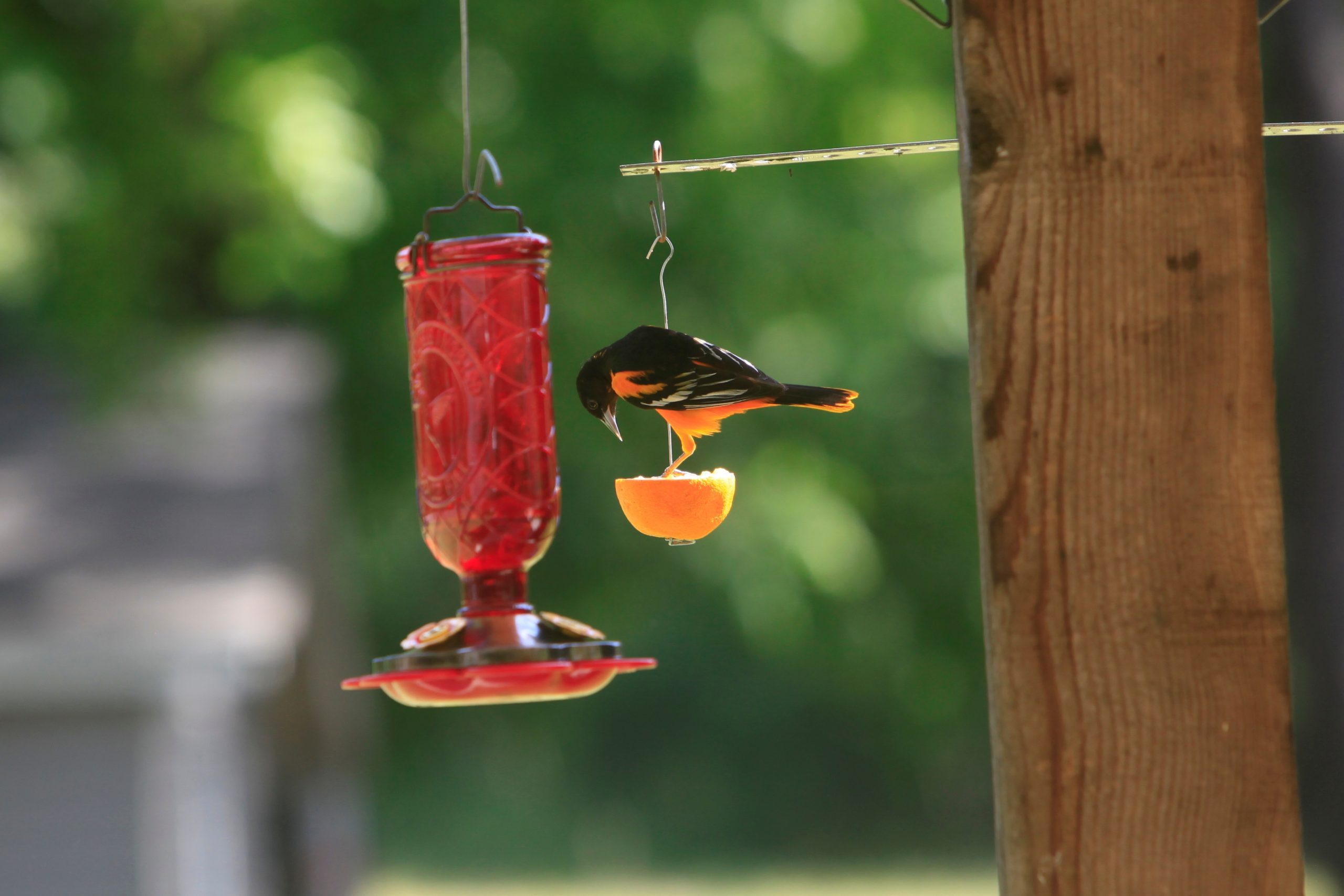 Orioles Can't Resist This Oriole Nectar Recipe