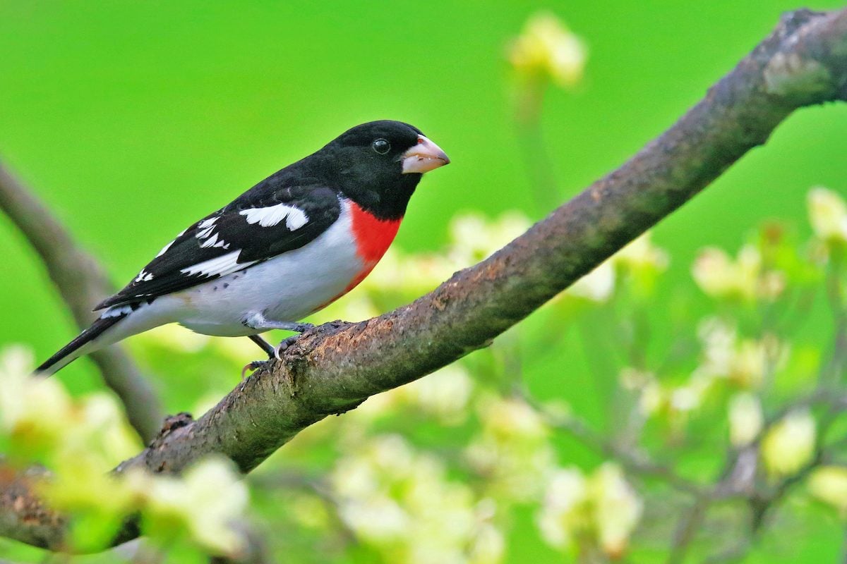 15 Outstanding Pictures of Rose-Breasted Grosbeaks
