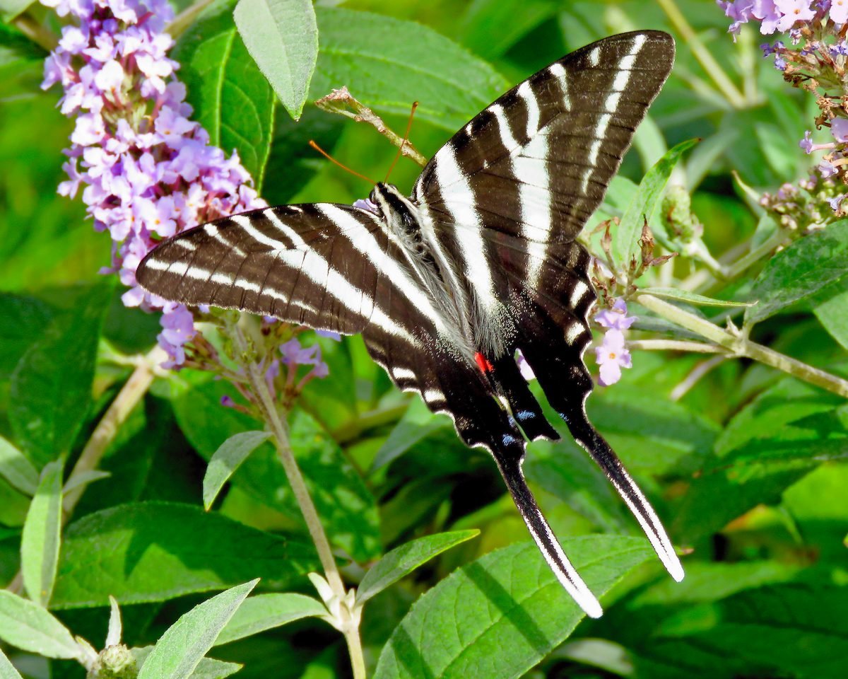 Look for Zebra Swallowtail Butterflies in Southern States