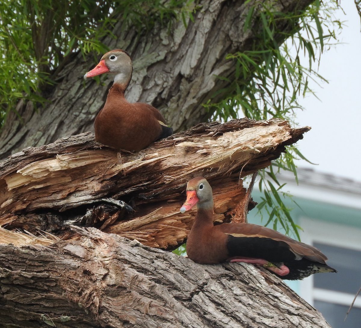 How to Identify a Black-Bellied Whistling Duck