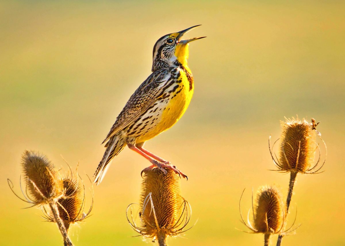 Prairie Birds: The Stunning Species of the Grasslands