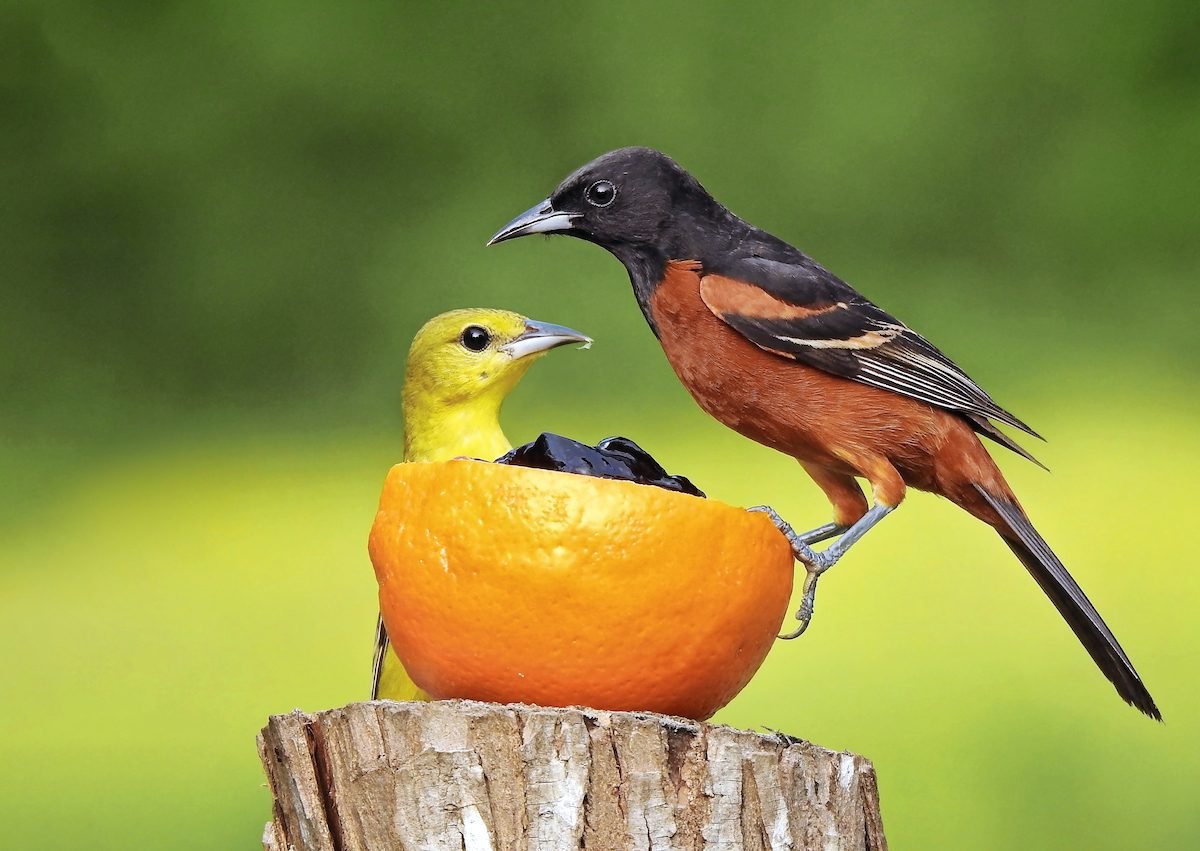 How to Identify Orchard Orioles - Birds and Blooms