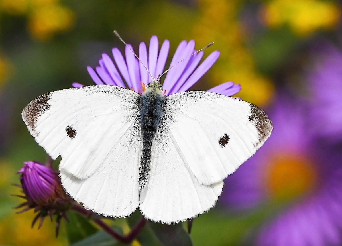 Cabbage White Butterflies Are Here!