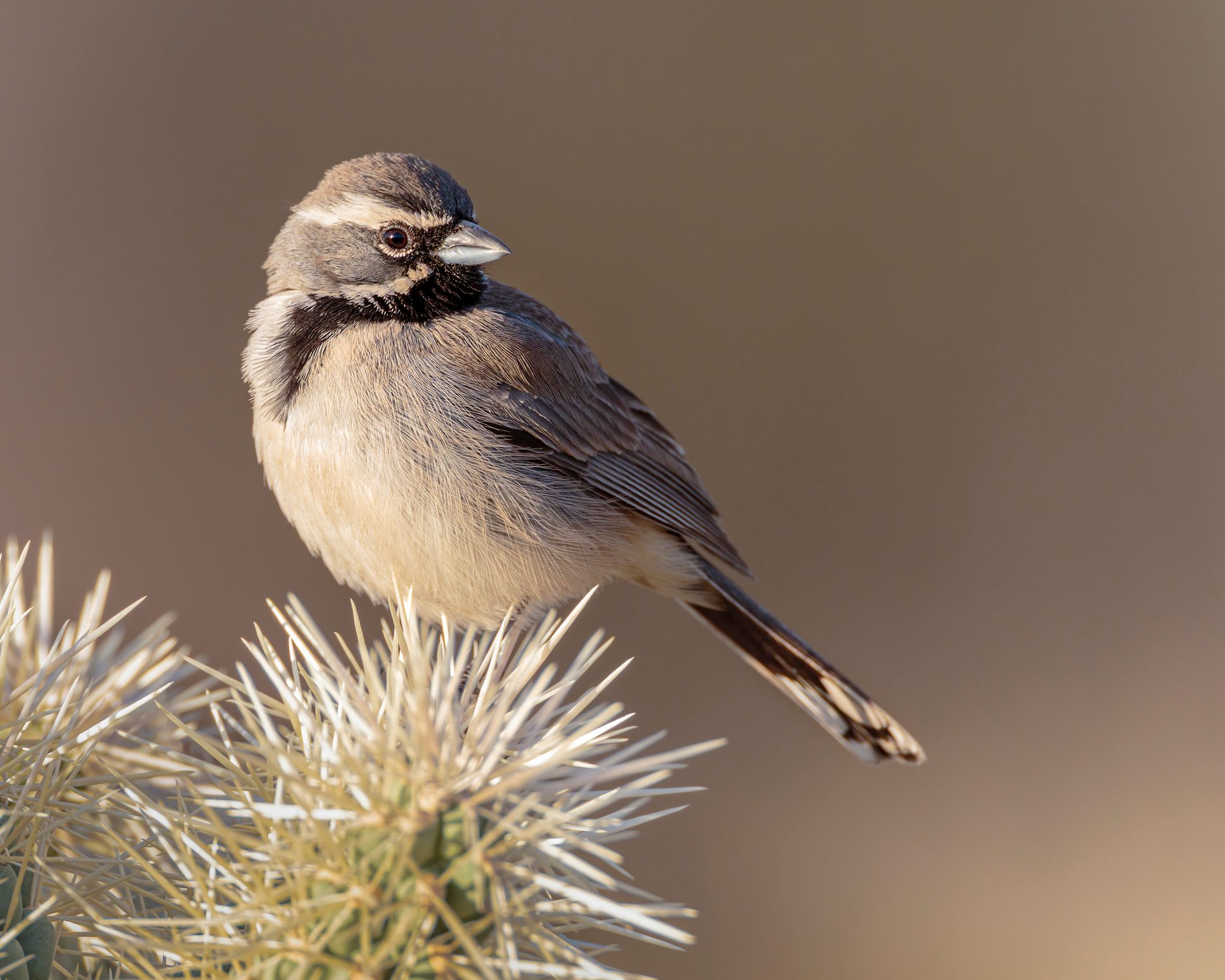 Discover the Desert Birds of the Southwest - Birds and Blooms