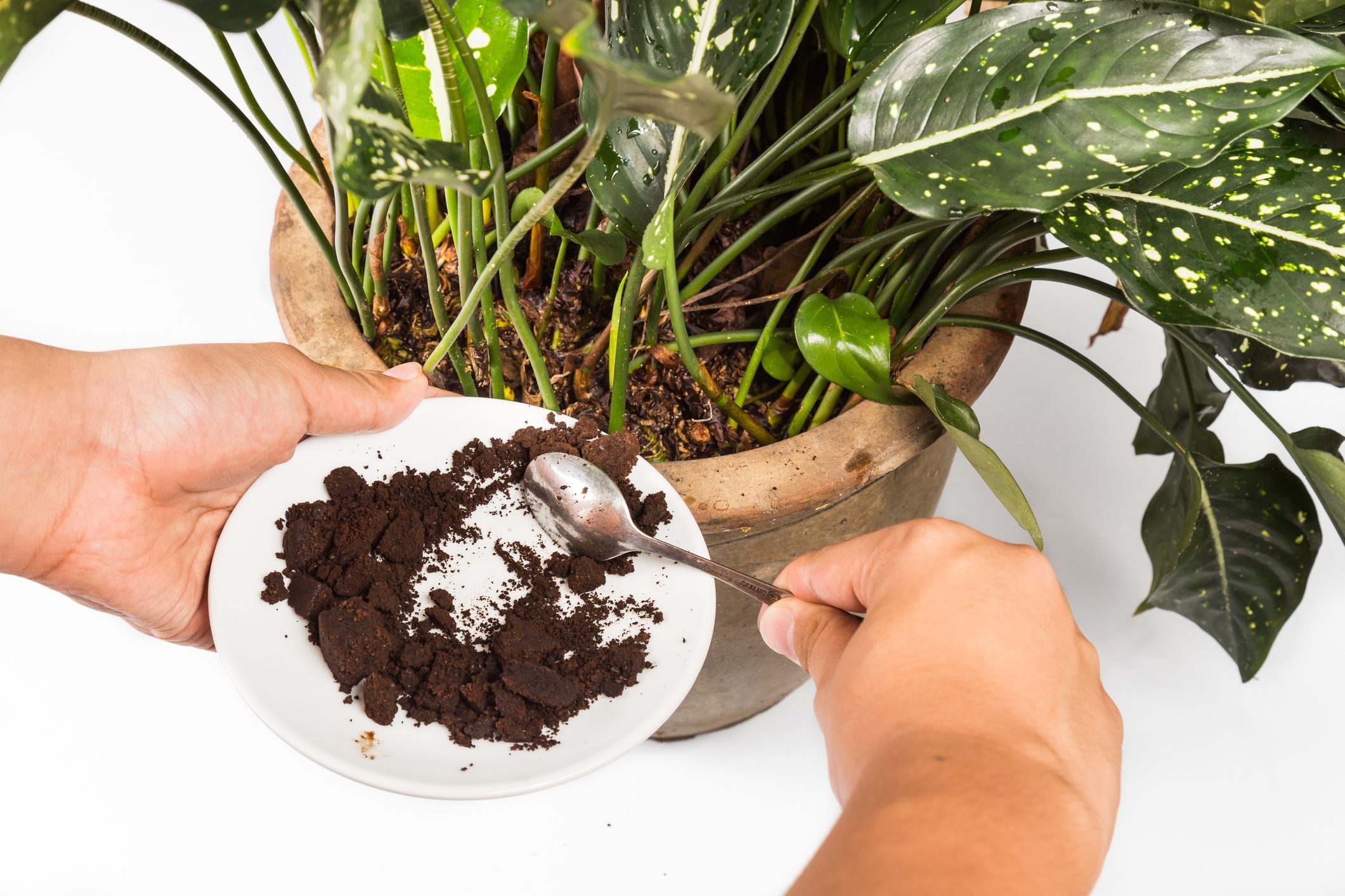 4 Ways to Use Coffee Grounds in the Garden