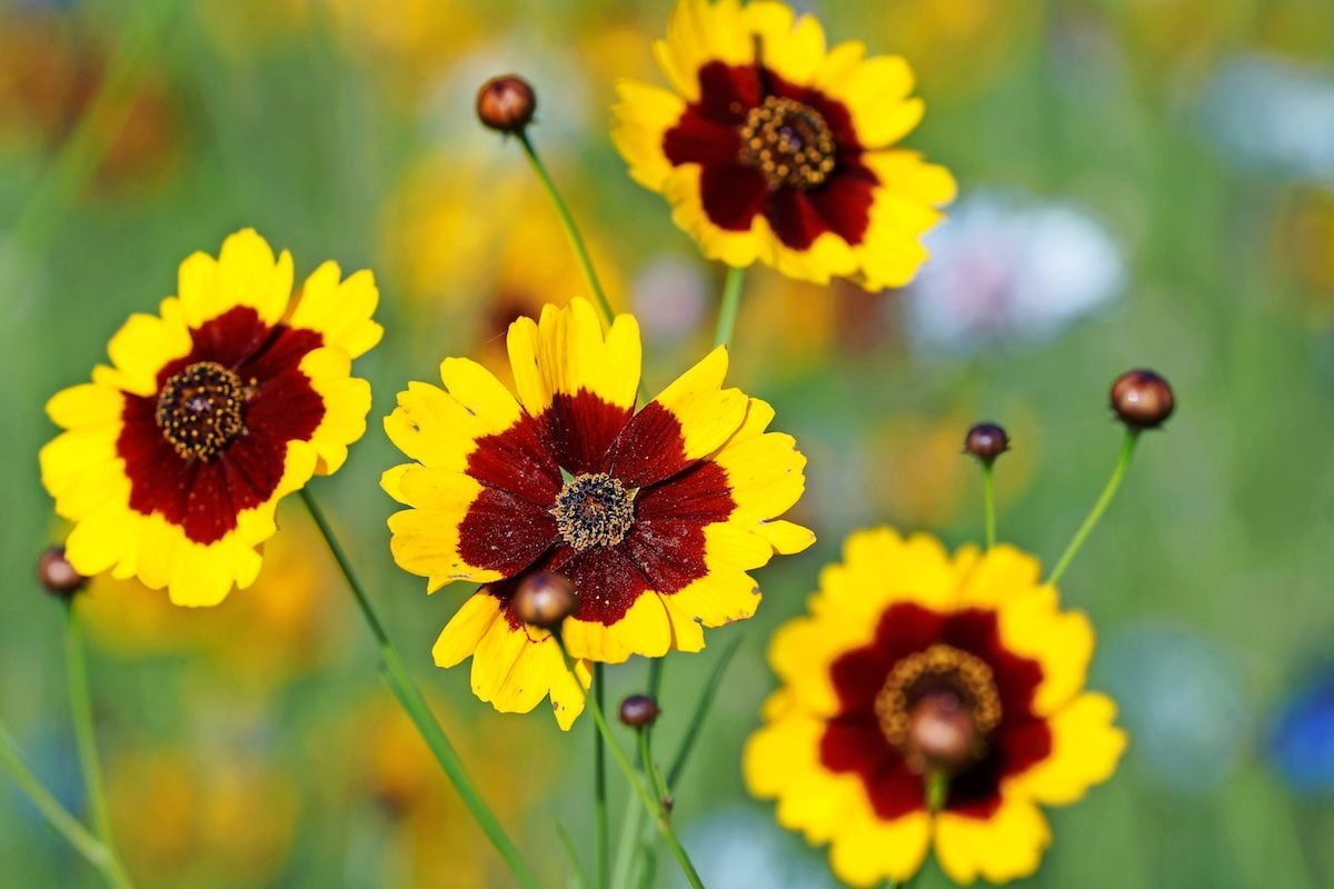 Top 10 Easy-to-Grow Native Plants