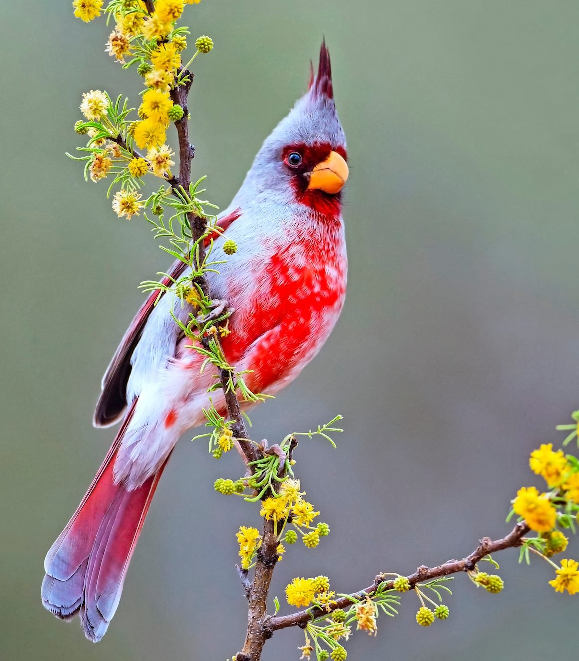 Meet the Pyrrhuloxia: Desert Cardinal of the Southwest