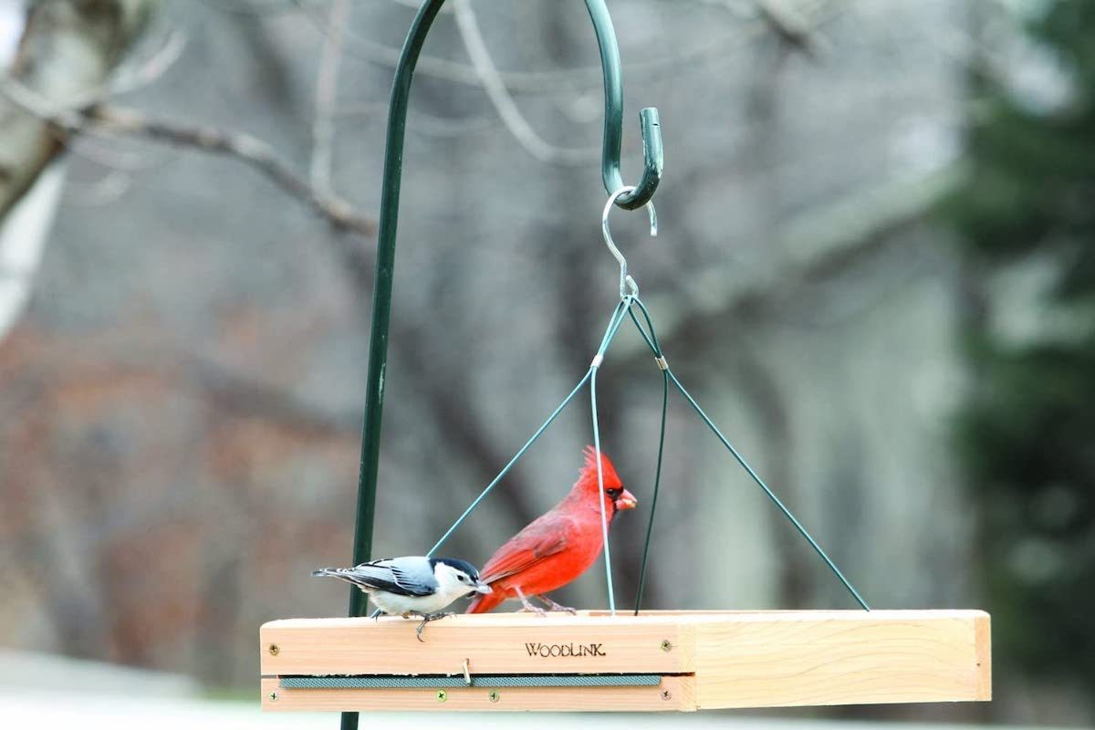 10 Types of Bird Feeders You Need in Your Backyard