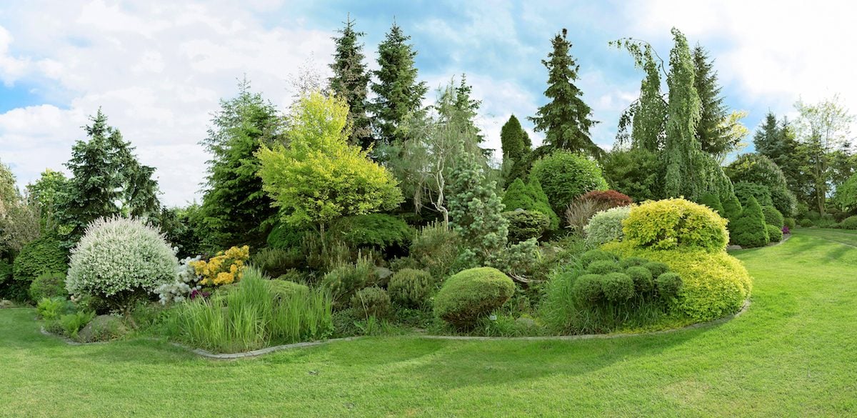 The Best Types of Evergreen Trees and How to Care for Them