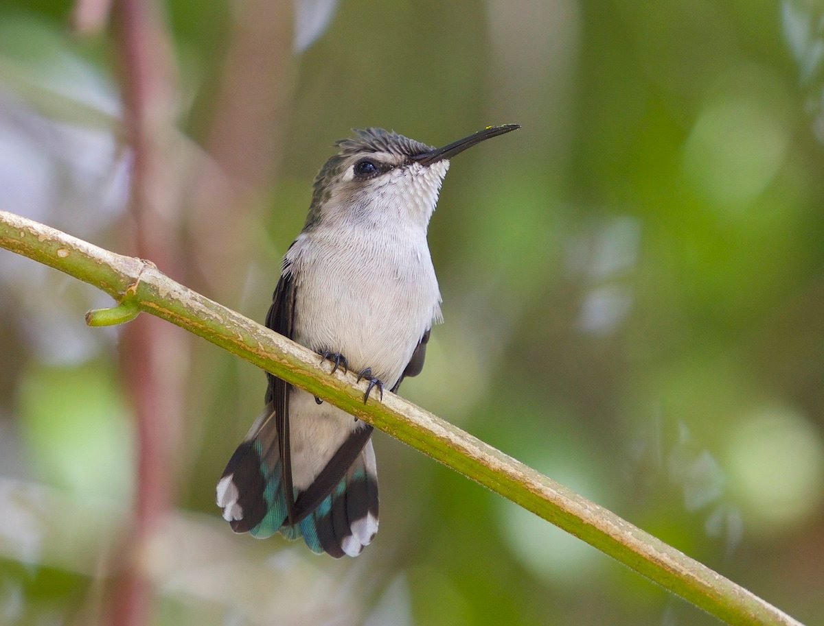 Meet the World's Largest and Smallest Hummingbirds