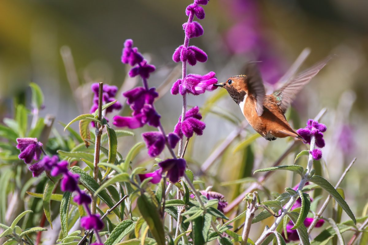 rufous hummingbird nectar flowers