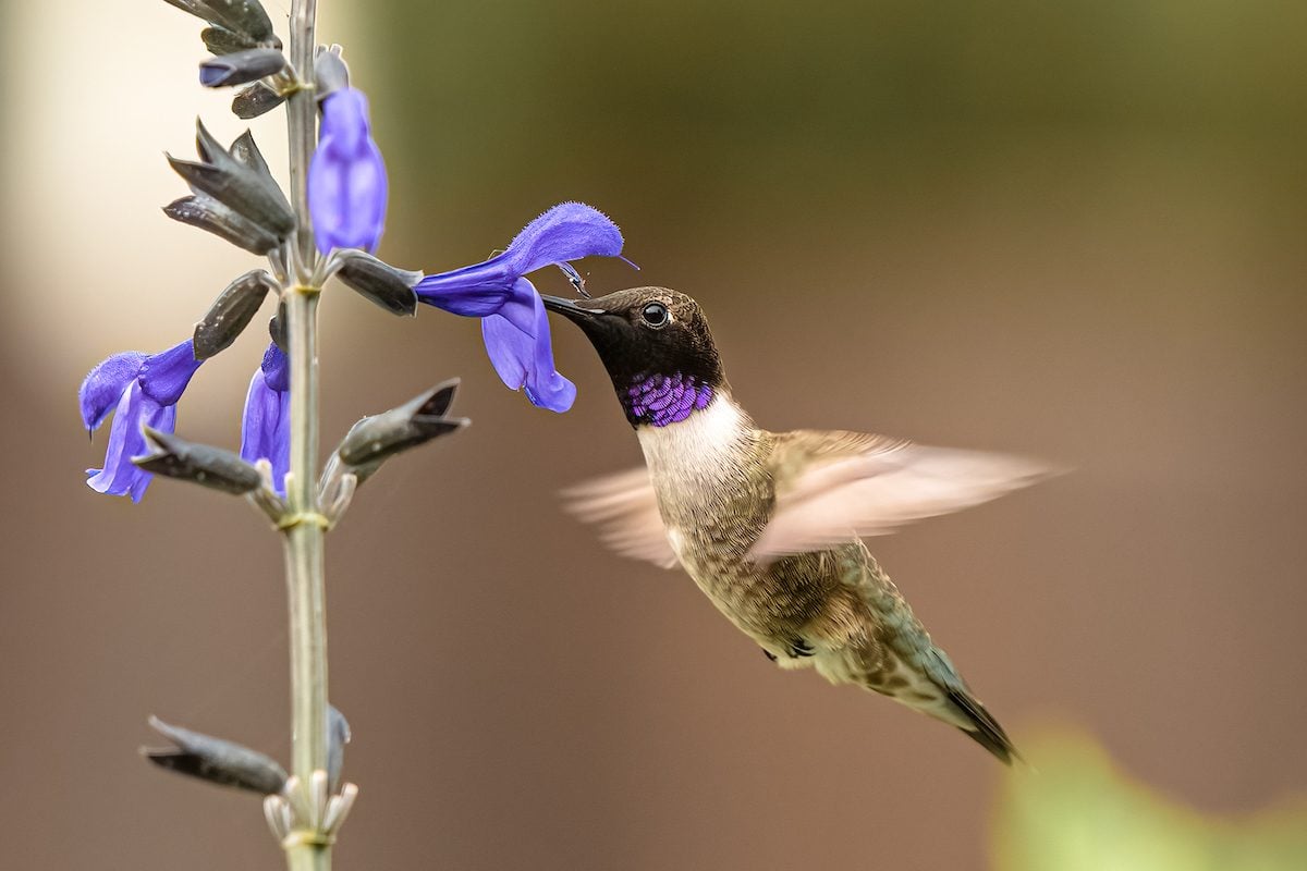 15 Types of Hummingbirds Found in the United States