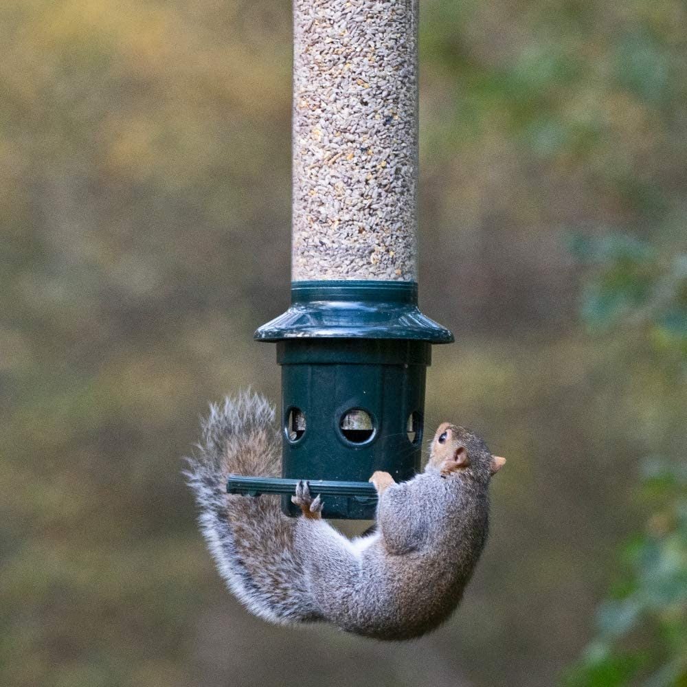 Squirrel Buster Bird Feeders