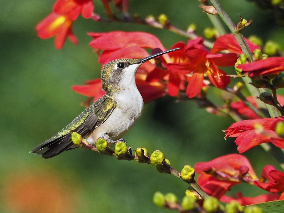 Hummingbirds Can’t Resist Fiery Crocosmia Flowers