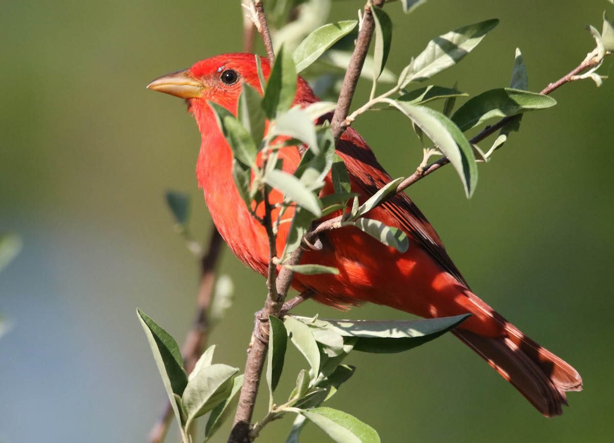 8 Surprising Facts About Tanagers Birds and Blooms