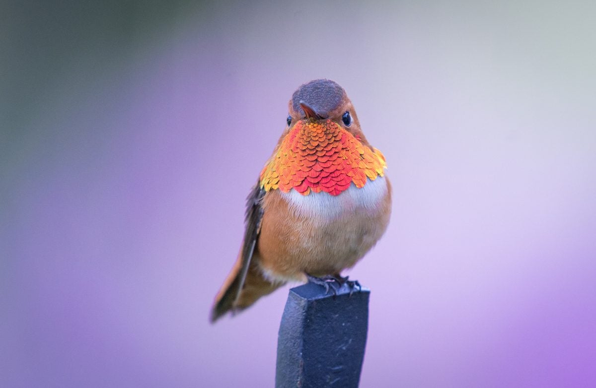 Identify and Attract a Rufous Hummingbird