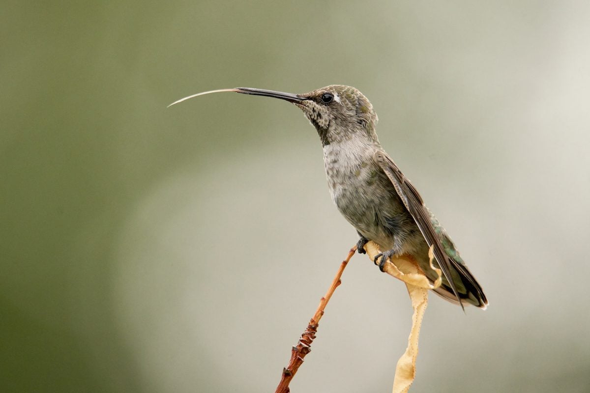 How Do Hummingbirds Use Their Tongues and Beaks?
