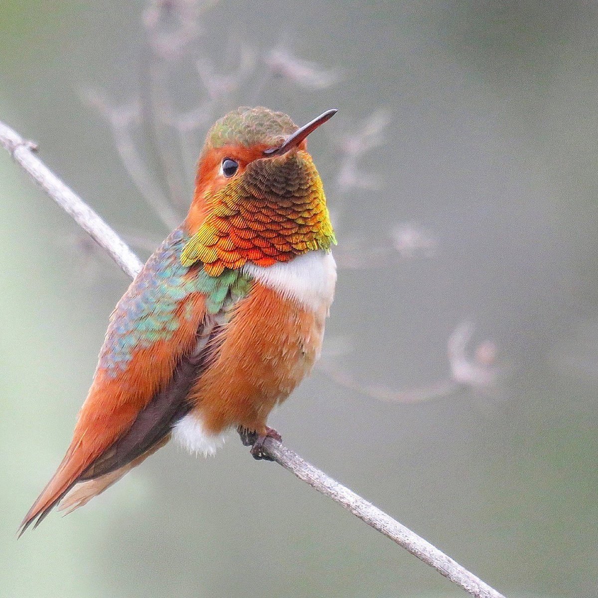 Get to Know Tough and Tiny Rufous Hummingbirds - Birds and Blooms