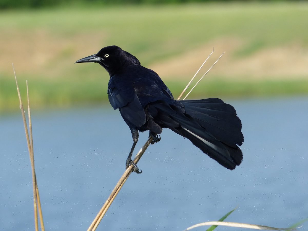 9 Pictures That Will Change the Way You Look at Black Birds