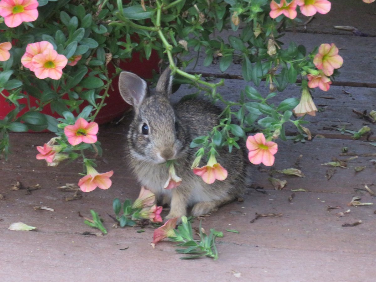 Expert Garden Advice on Rabbit Resistant Flowers