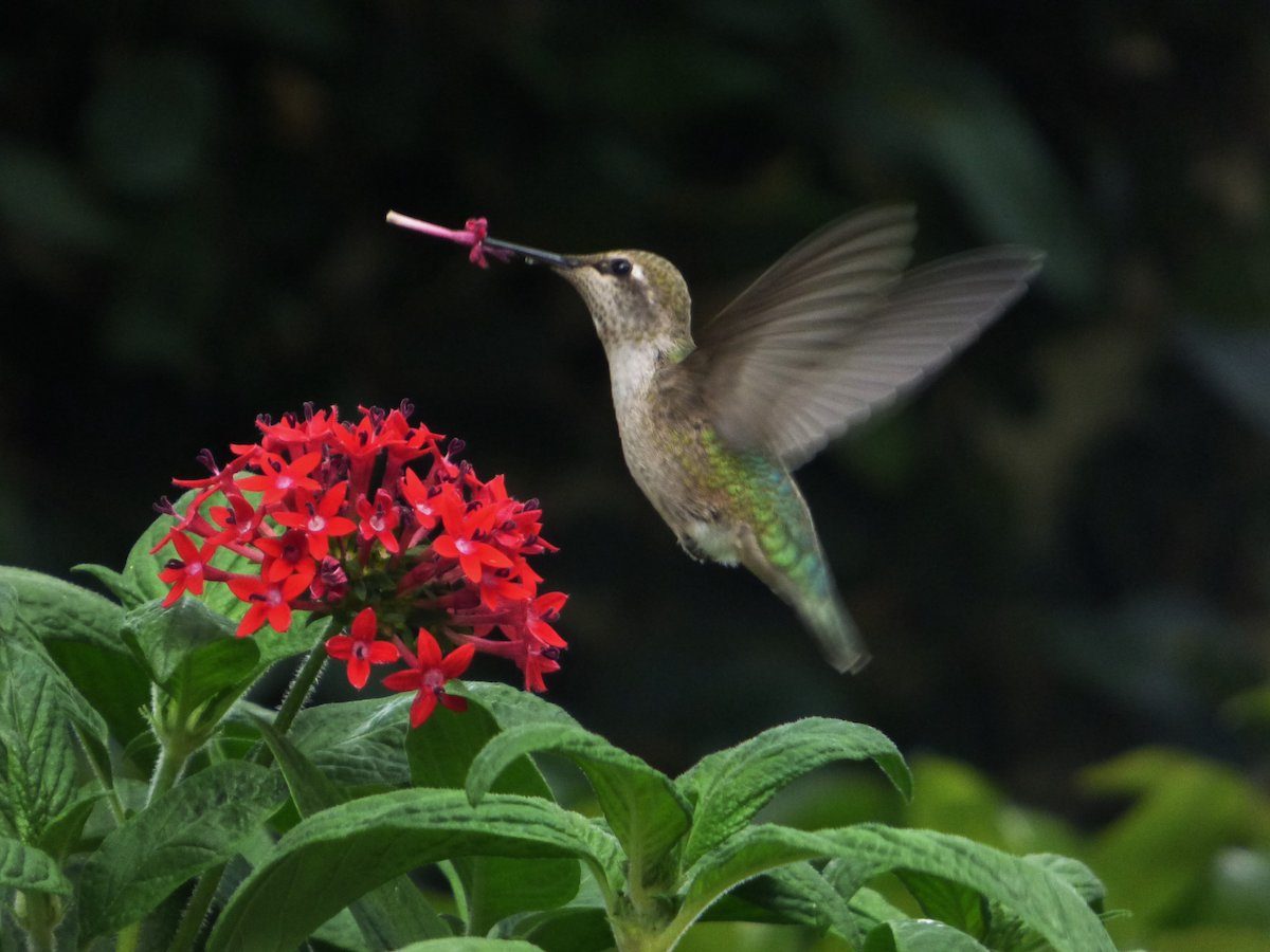 Anna 's hummingbird wing speed, flying