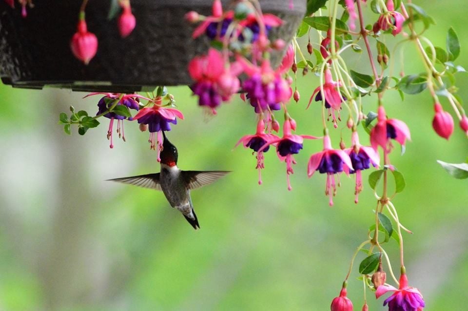 Grow Potted Flowers and Plants That Attract Hummingbirds