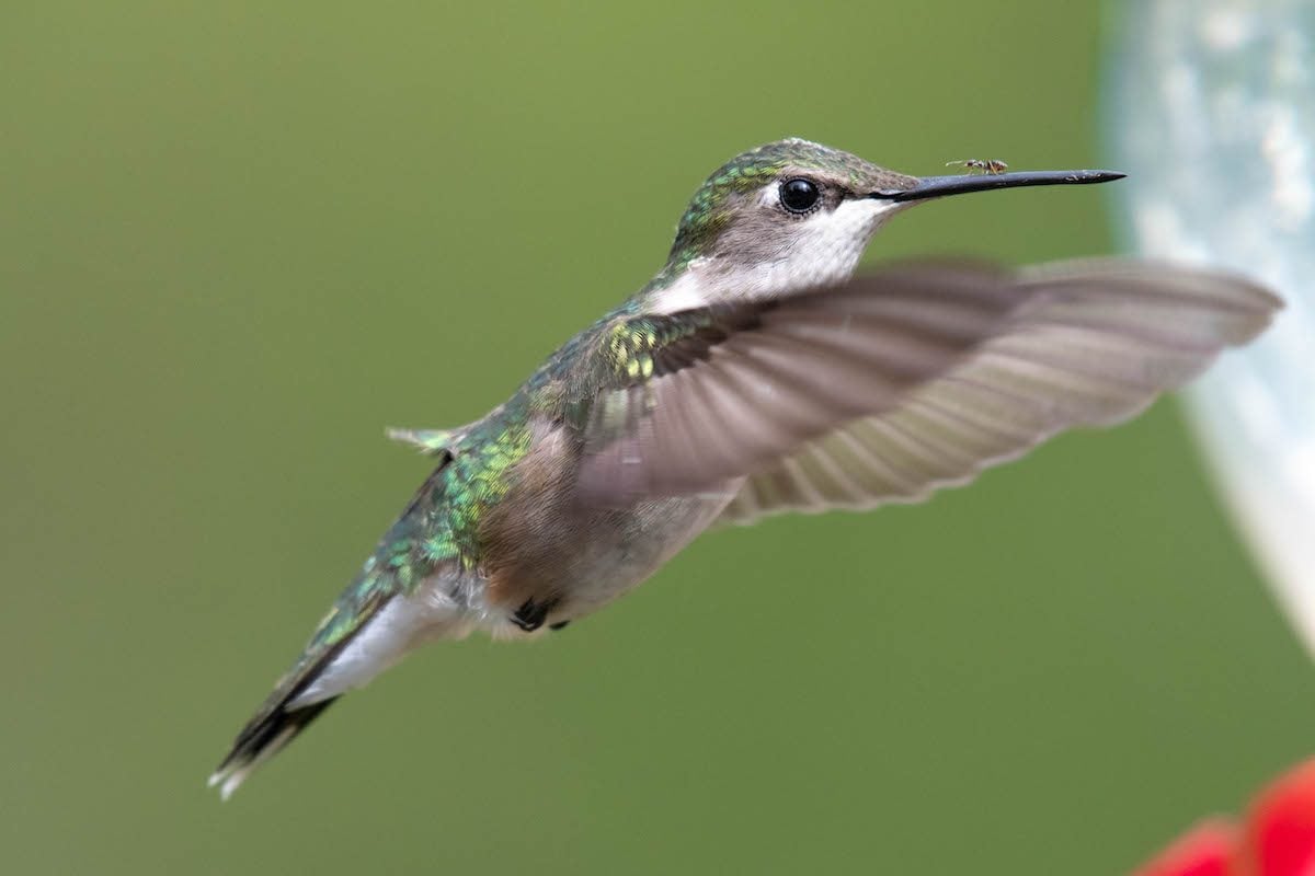 Use an Ant Moat for Your Hummingbird Feeders