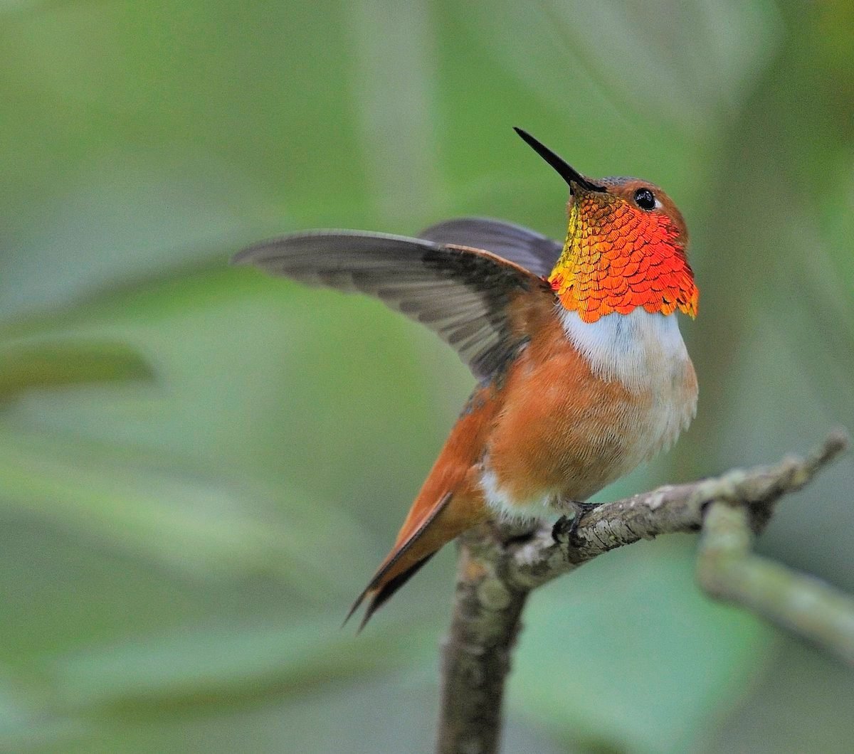 Identify and Attract an Allen's Hummingbird