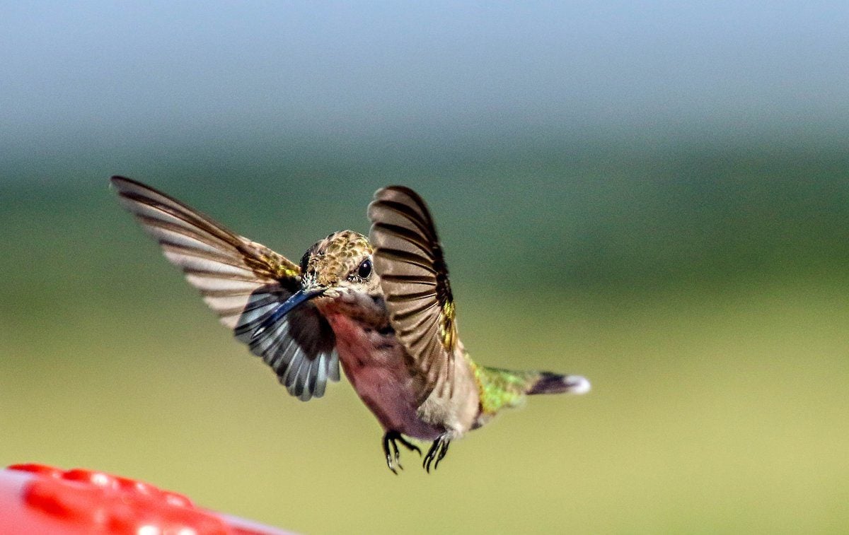  how fast do Kolibrit fly, wing speed