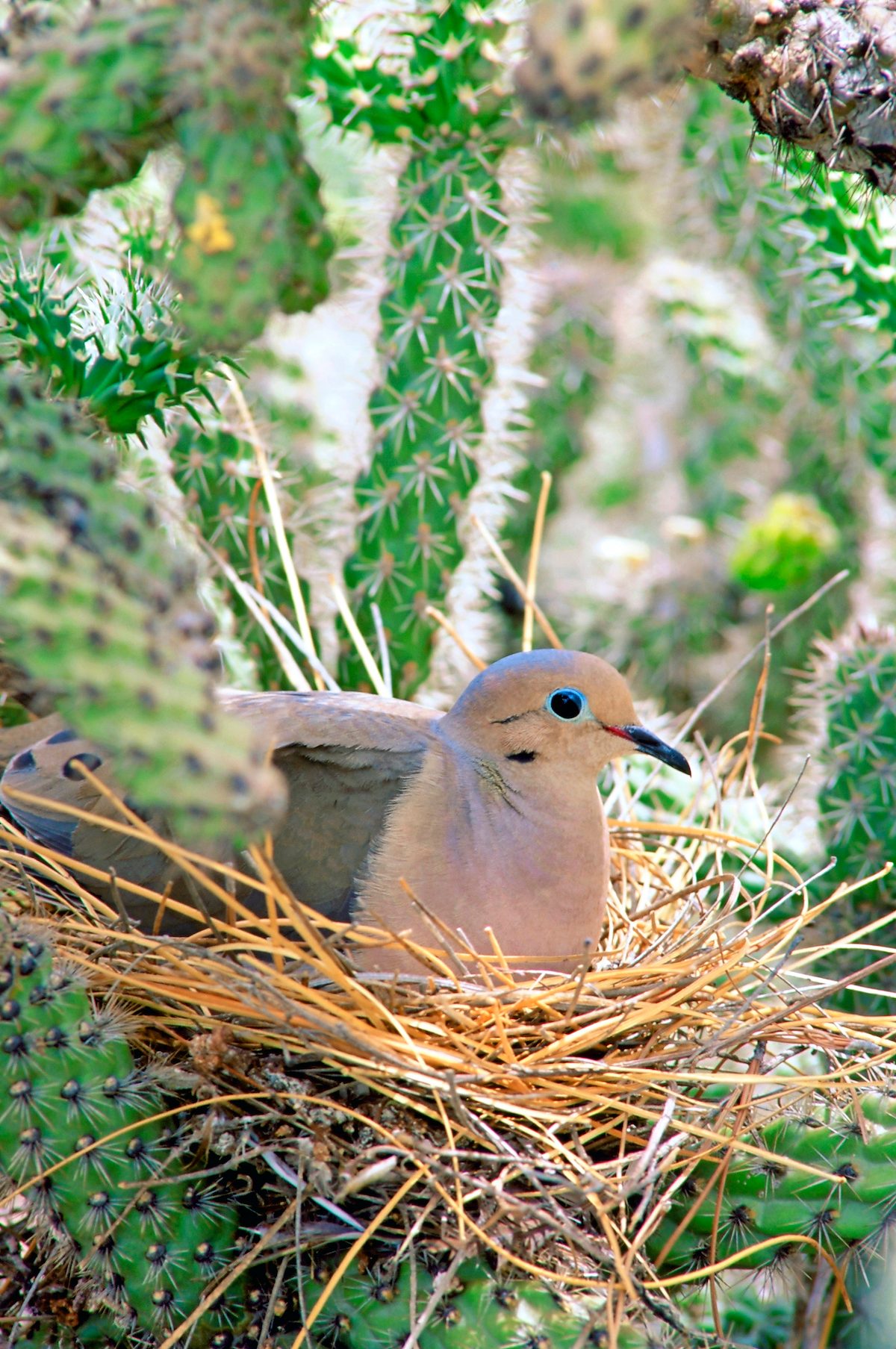 do-birds-reuse-their-nests-birds-and-blooms
