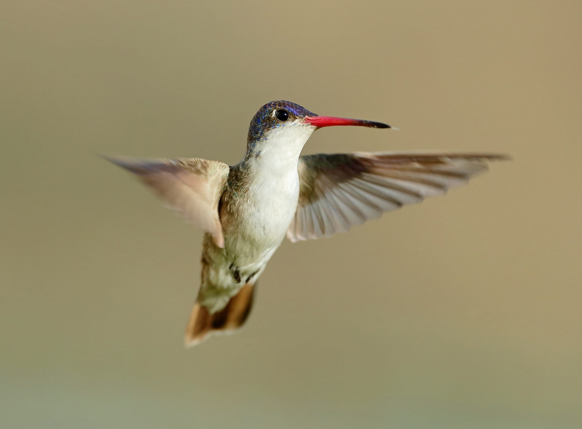 See a Violet-Crowned Hummingbird in the Southwest